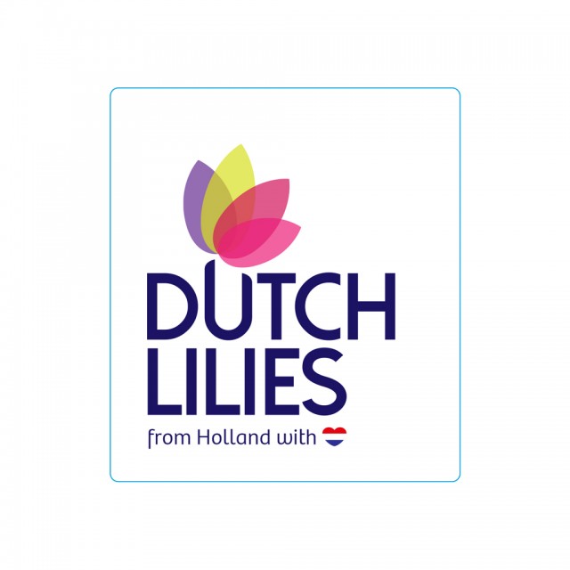 Dutch Lilies